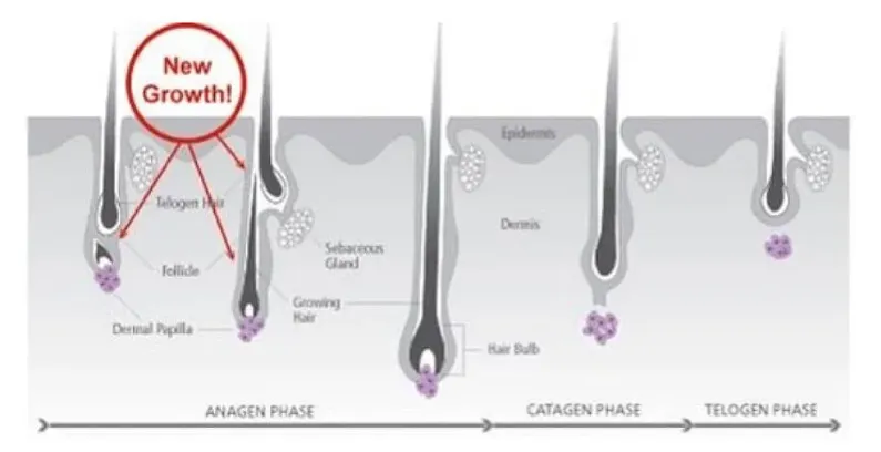 Hair+Growth+Illustration-1920w